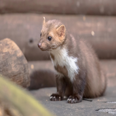 House Marten (Martes foina) also known as Beech Marten or Stone marten. Resting and relaxing in backyard of residential buiding